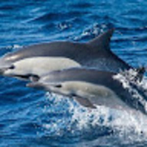 Meet your Posher, Dixie